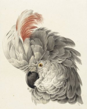 Kop van een kaketoe by Aert Schouman Oil Painting