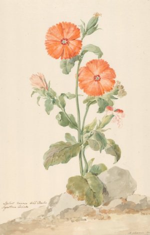 Oranje koekoeksbloem in landschap by Aert Schouman Oil Painting
