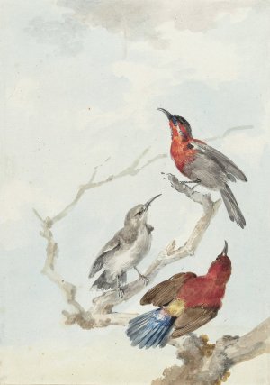 Three Crimson Sunbirds by Aert Schouman Oil Painting