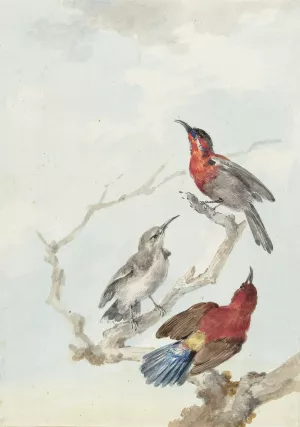 Three Crimson Sunbirds by Aert Schouman Oil Painting