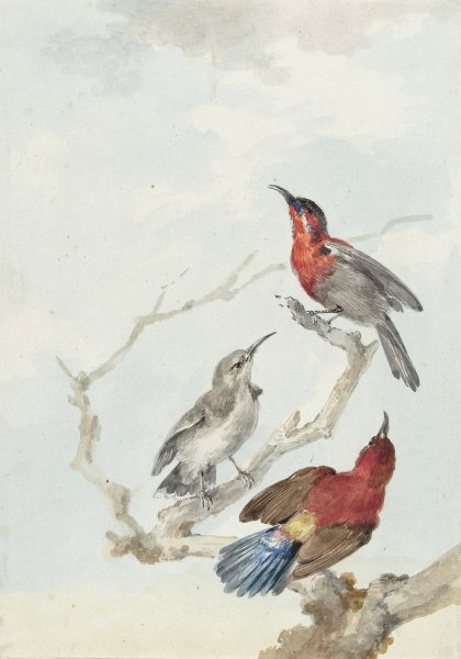 Three Crimson Sunbirds  by Aert Schouman - Hand-Painted Oil Painting Reproduction