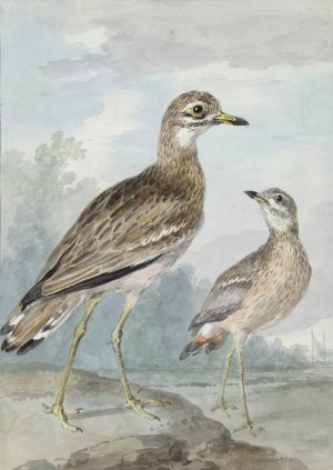 Twee grielen by Aert Schouman Oil Painting