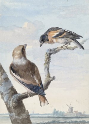 Twee vogels; een appelvink by Aert Schouman Oil Painting