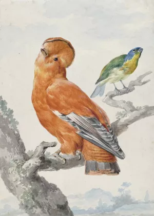 Two Exotic Birds by Aert Schouman Oil Painting