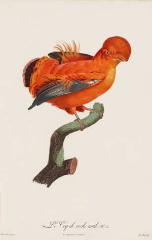 Le Coq De Roche Male by After Jacques Barraband Oil Painting