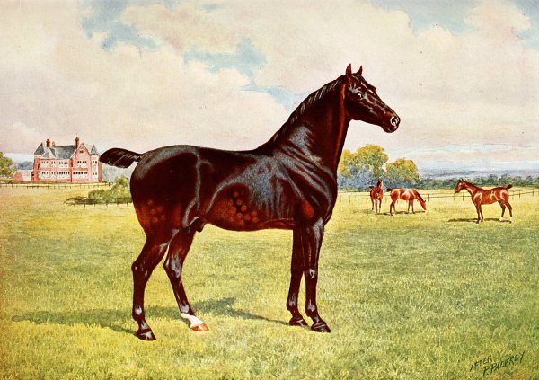 Dual Champion Pony Stallion, Berkeley Model by After Penry Powell Palfrey - Hand-Painted Oil Painting Reproduction