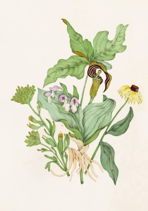 Indian Turnip, Showy Orchis, Painted Cup, Scarlet Cup, Cone Flower by Agnes Fitzgibbon Oil Painting
