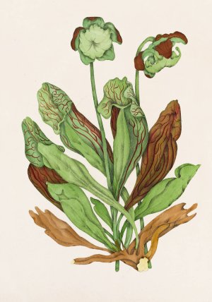 Pitcher Plant by Agnes Fitzgibbon Oil Painting