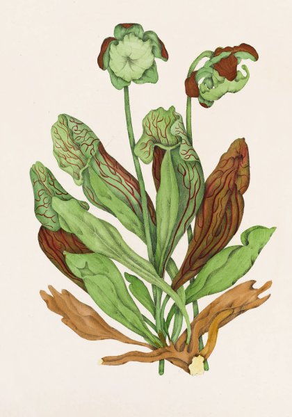 Pitcher Plant  by Agnes Fitzgibbon - Hand-Painted Oil Painting Reproduction