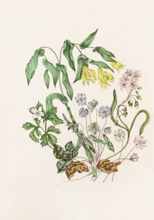 Sharp Lobed Hepatica, Large Flowered Bellwort,Wood Anemon, Spring Beauty by Agnes Fitzgibbon Oil Painting