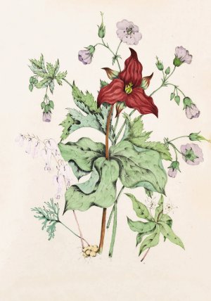Squirrel Corn, Purple Trillium, Wild Crane's Bill, Star Flower Chickweed by Agnes Fitzgibbon Oil Painting