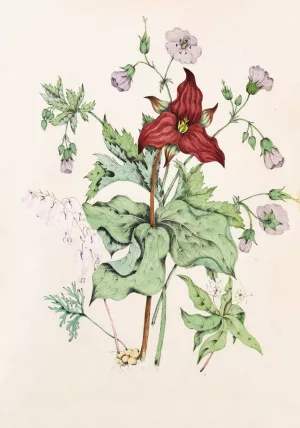 Squirrel Corn, Purple Trillium, Wild Crane's Bill, Star Flower Chickweed by Agnes Fitzgibbon Oil Painting
