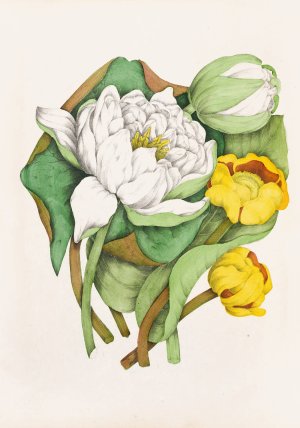 Sweet Scented Water Lily, Yellow Pond Lily by Agnes Fitzgibbon Oil Painting