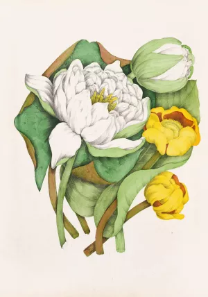 Sweet Scented Water Lily, Yellow Pond Lily by Agnes Fitzgibbon Oil Painting