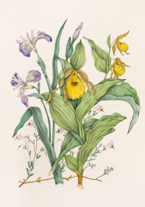 Yellow Lady's Slippers, Large Blue Flag, Small Cranberry by Agnes Fitzgibbon Oil Painting