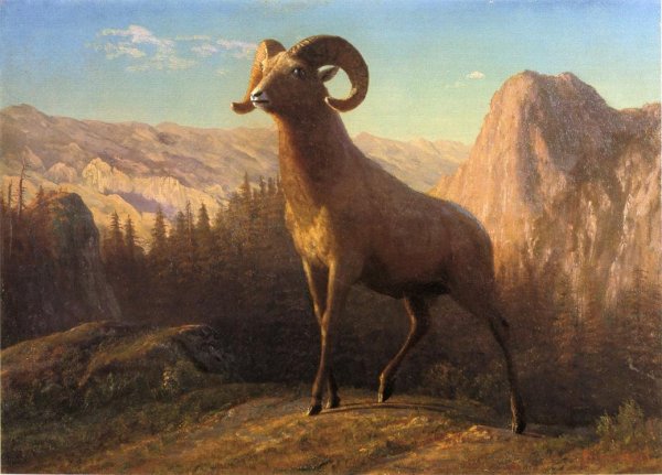 Main Product Photo of A Rocky Mountain Sheep, Ovis, Montana Painting by Albert Bierstadt