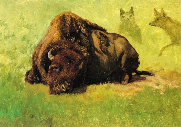 Main Product Photo of Bison with Coyotes in the Background Painting by Albert Bierstadt