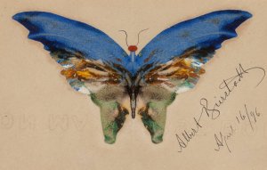 Blue Butterfly by Albert Bierstadt Oil Painting