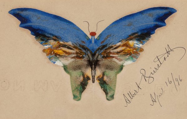 Main Product Photo of Blue Butterfly  Painting by Albert Bierstadt
