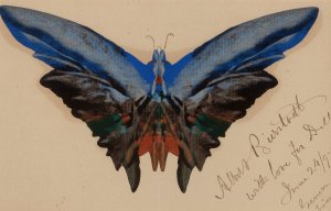 Butterfly, For Dell by Albert Bierstadt Oil Painting