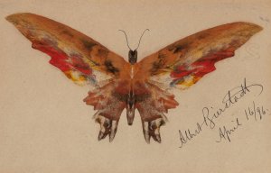 Butterfly by Albert Bierstadt Oil Painting