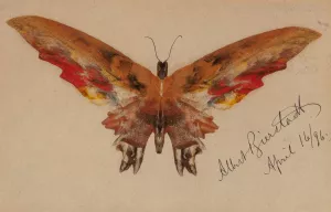 Butterfly by Albert Bierstadt Oil Painting