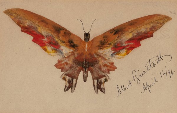 Main Product Photo of Butterfly  Painting by Albert Bierstadt
