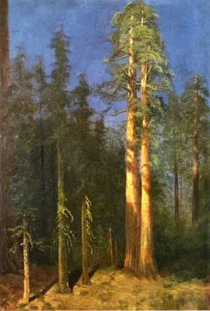 California Redwoods by Albert Bierstadt Oil Painting