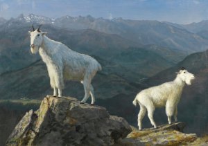 Mountain Goats by Albert Bierstadt Oil Painting