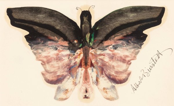 Main Product Photo of Pink Butterfly Painting by Albert Bierstadt
