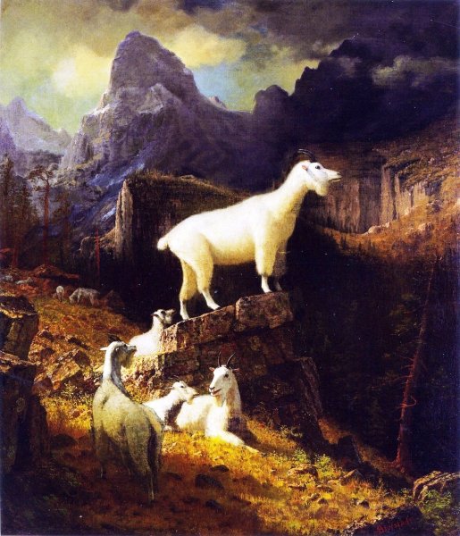 Main Product Photo of Rocky Mountain Goats Painting by Albert Bierstadt
