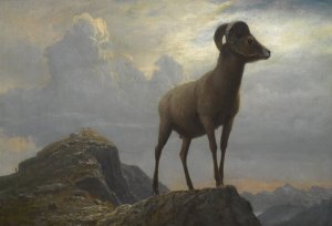 Study Of A Bighorn Ram by Albert Bierstadt Oil Painting