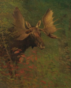 Study Of A Moose by Albert Bierstadt Oil Painting