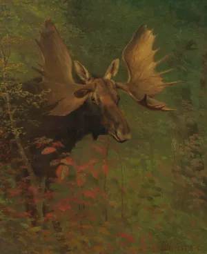 Study Of A Moose by Albert Bierstadt Oil Painting