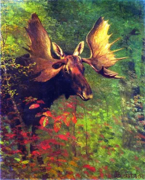 Study of a Moose by Albert Bierstadt Oil Painting
