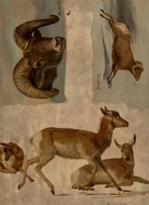 Study of Bighorn Sheep and Antelope by Albert Bierstadt Oil Painting