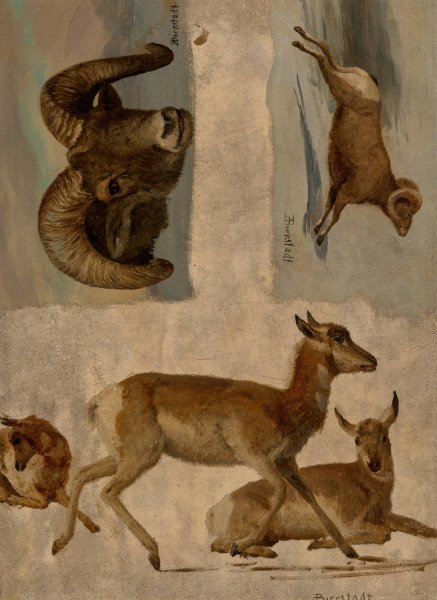 Main Product Photo of Study of Bighorn Sheep and Antelope Painting by Albert Bierstadt