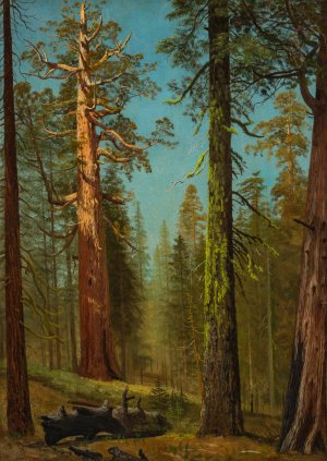 The Grizzly Giant Sequoia, Mariposa Grove, California by Albert Bierstadt Oil Painting
