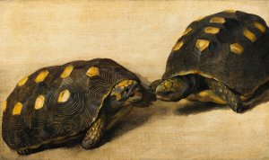 Study of Two Brazilian Tortoises by Albert Eckhout Oil Painting