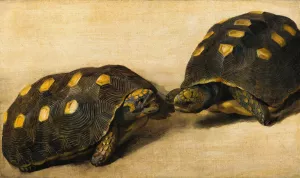 Study of Two Brazilian Tortoises by Albert Eckhout Oil Painting