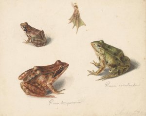 Blad met studie van een bruine landkikker rechts, links een groene waterkikker by Albertus Steenbergen Oil Painting