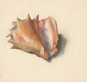 Studie van een schelp by Albertus Steenbergen Oil Painting