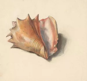 Studie van een schelp by Albertus Steenbergen Oil Painting