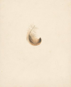 Studie van een veertje by Albertus Steenbergen Oil Painting