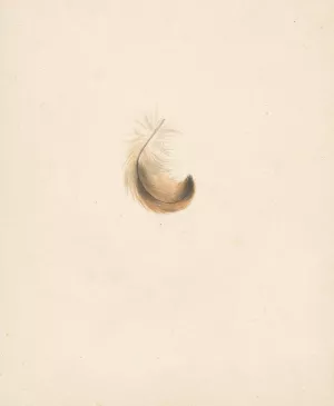 Studie van een veertje by Albertus Steenbergen Oil Painting