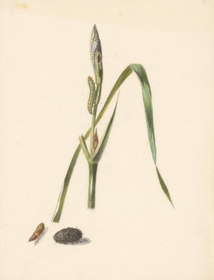 Studie van Iris met rups, eronder een cocon en ingesponnen rups by Albertus Steenbergen Oil Painting