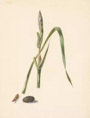 Studie van Iris met rups, eronder een cocon en ingesponnen rups by Albertus Steenbergen Oil Painting