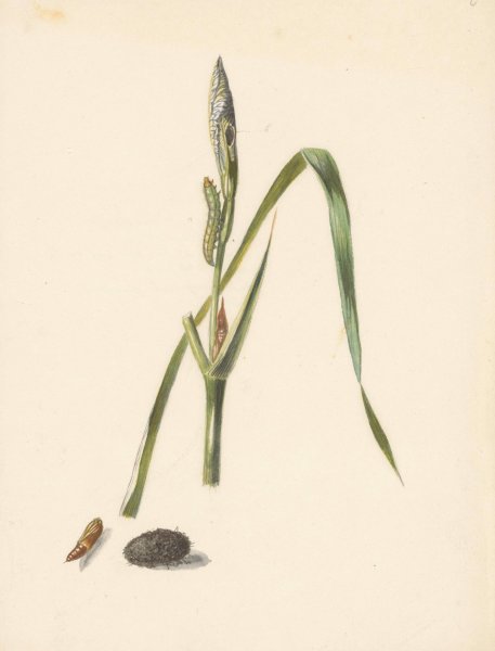 Studie van Iris met rups, eronder een cocon en ingesponnen rups  by Albertus Steenbergen - Hand-Painted Oil Painting Reproduction
