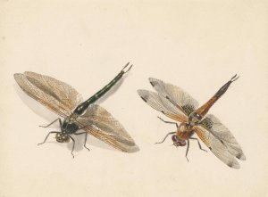 Studie van twee libellen by Albertus Steenbergen Oil Painting