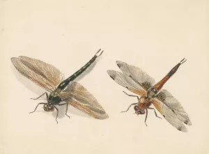 Studie van twee libellen by Albertus Steenbergen Oil Painting